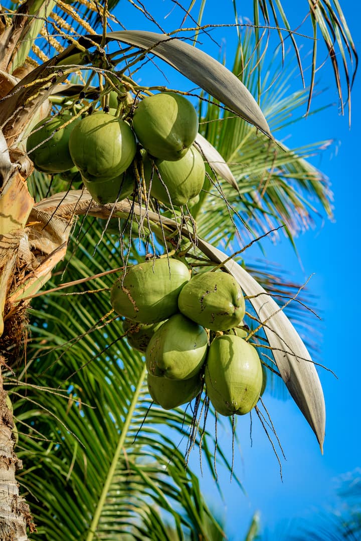 Coqueiro carregado de cocos no jardim